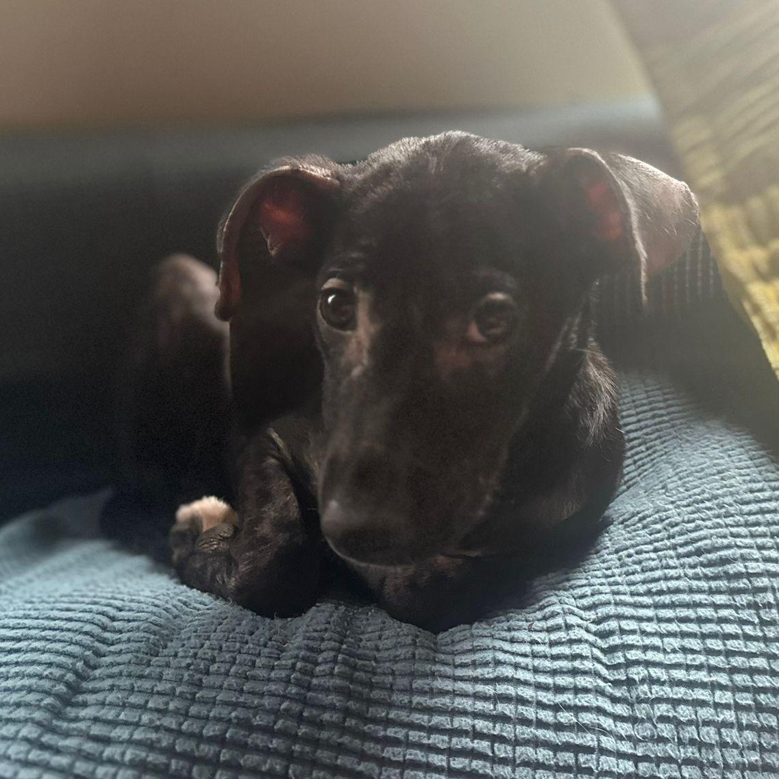 Enlarge Onyx, an adoptable mixed breed in Baltimore, MD image 2/4