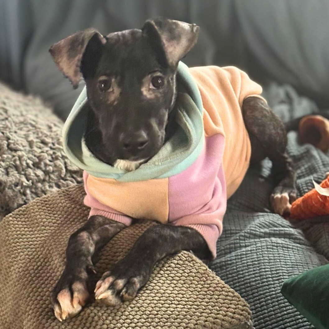 Onyx, adoptable, Puppy Female Terrier.