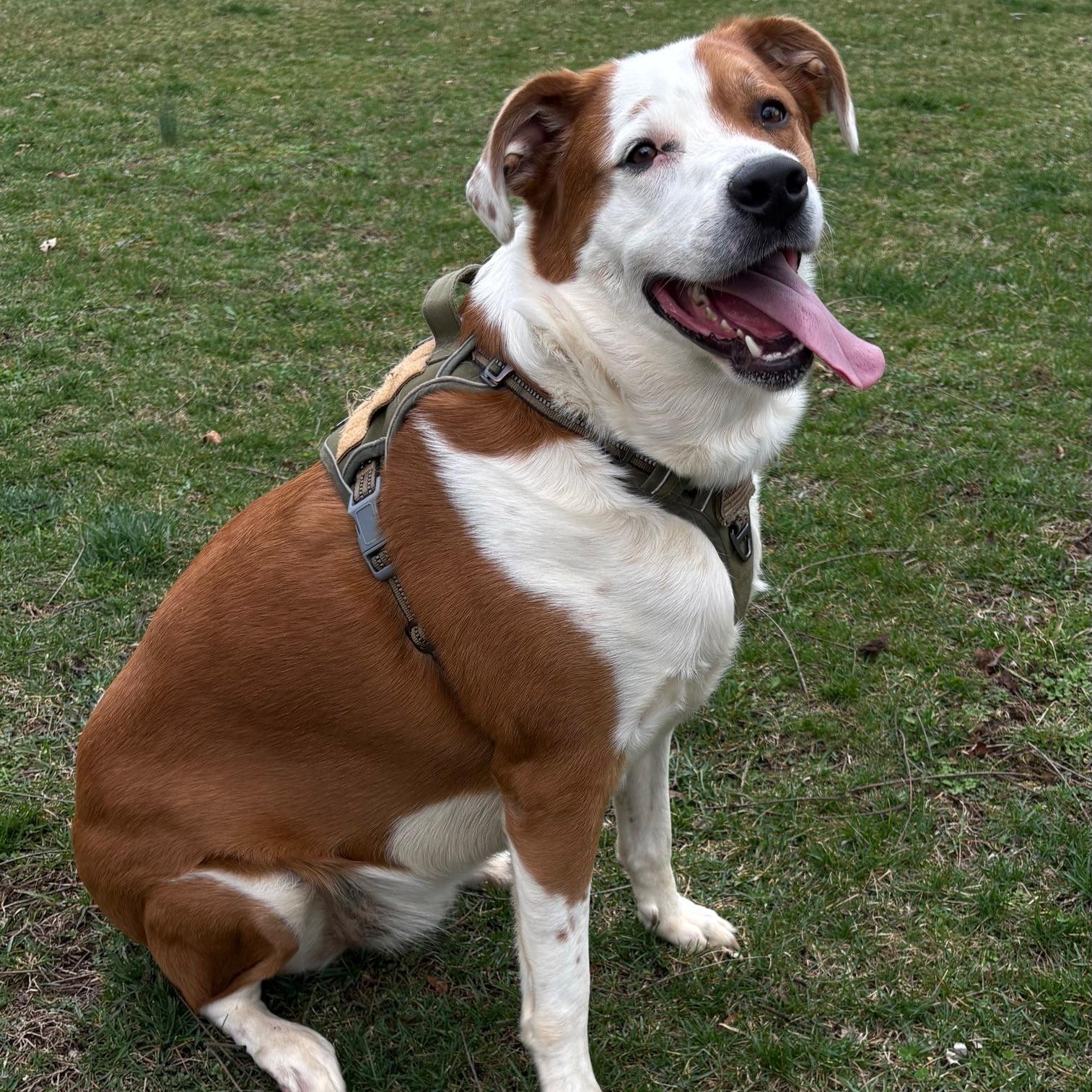 Enlarge Ace, a ADOPTABLE mixed breed in Lexington, KY image 1/1