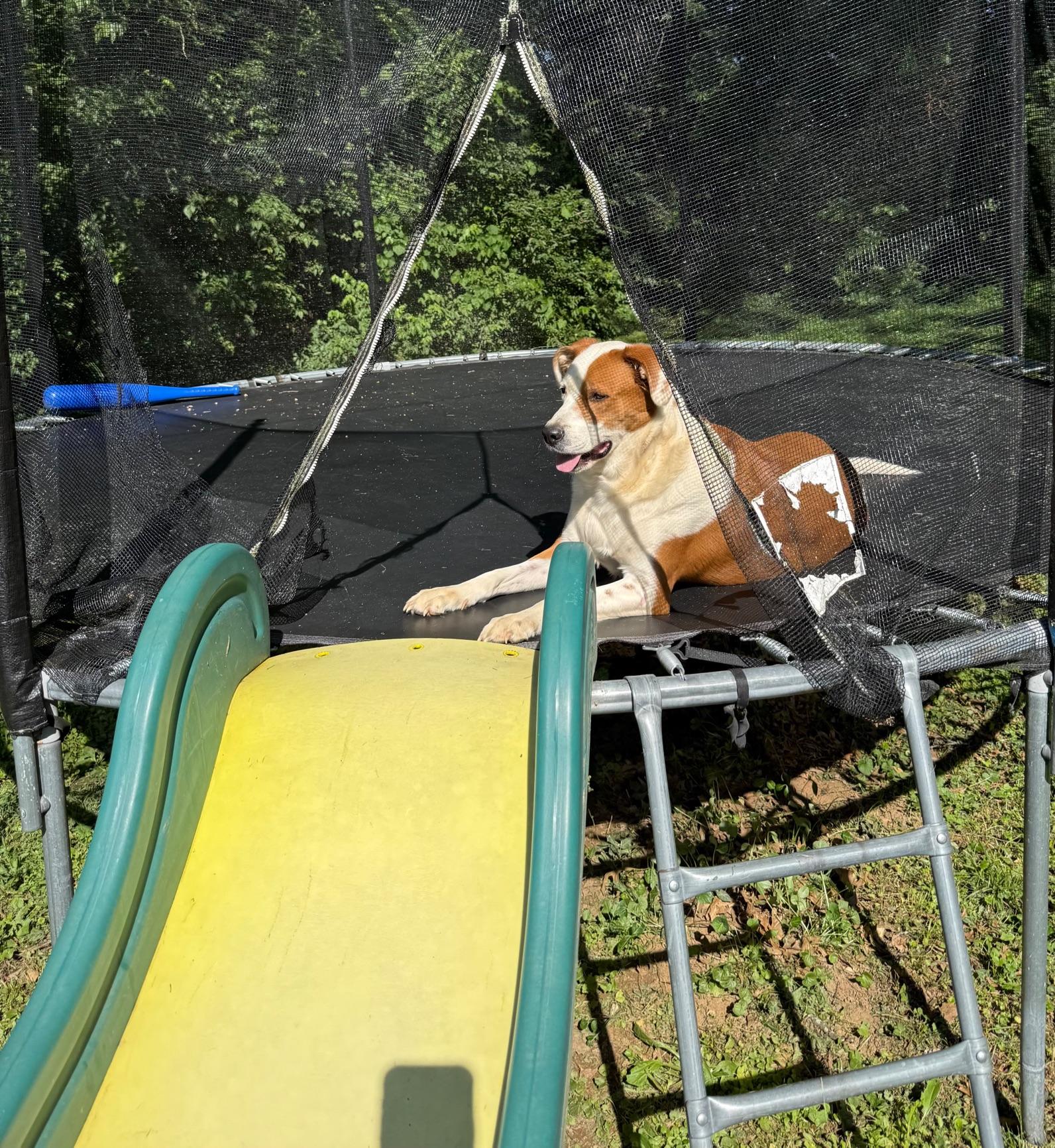 Enlarge Ace, a ADOPTABLE mixed breed in Lexington, KY image 2/3