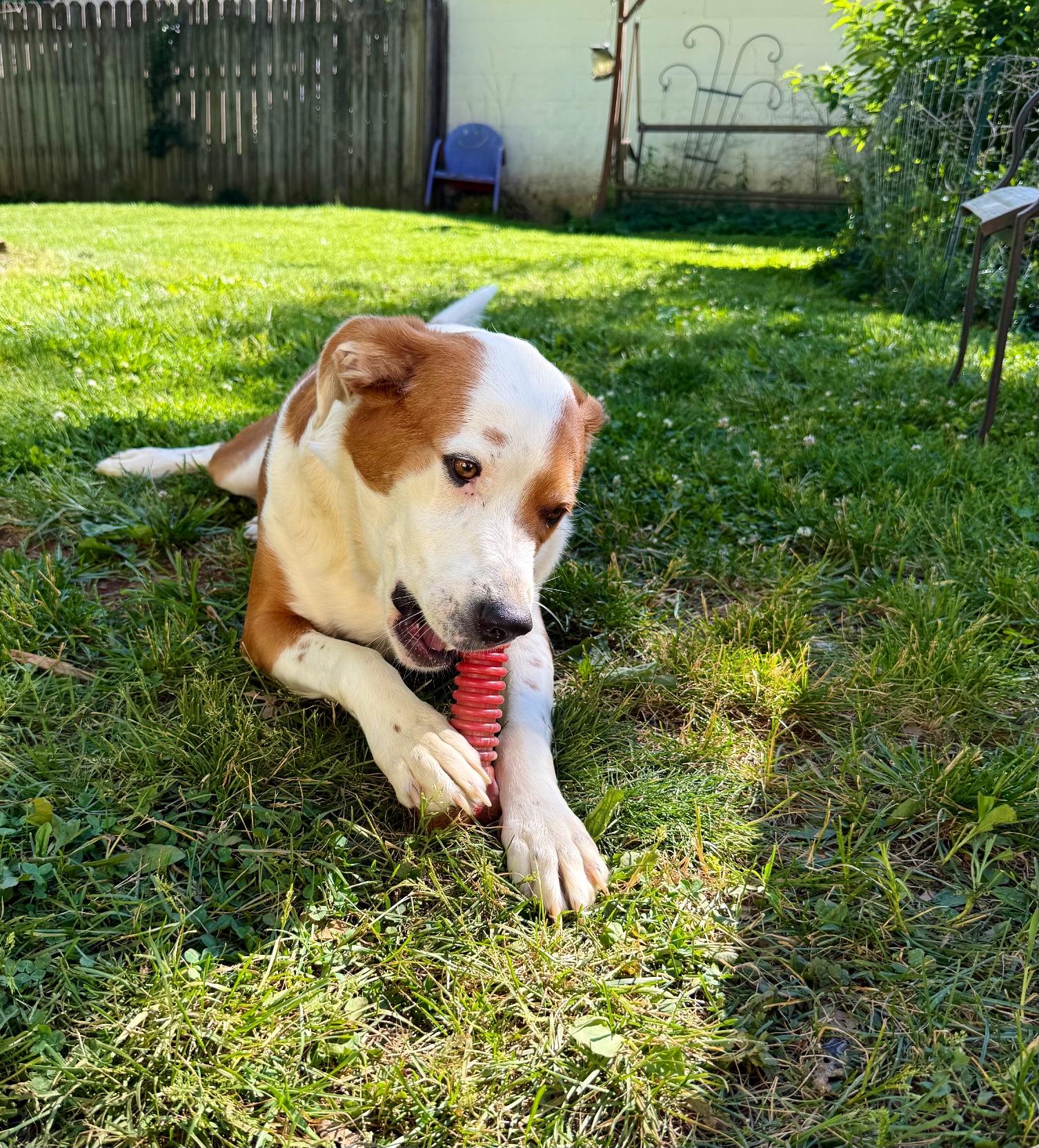 Ace, ADOPTABLE, Young Male Boxer & Australian Shepherd.
