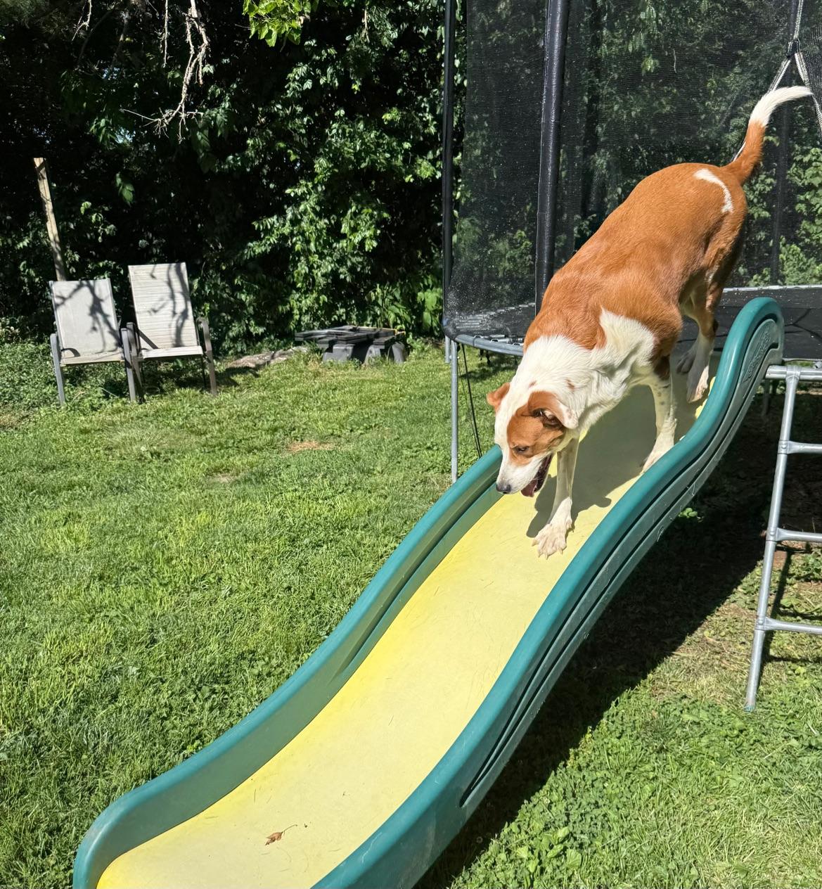 Enlarge Ace, a ADOPTABLE mixed breed in Lexington, KY image 3/3