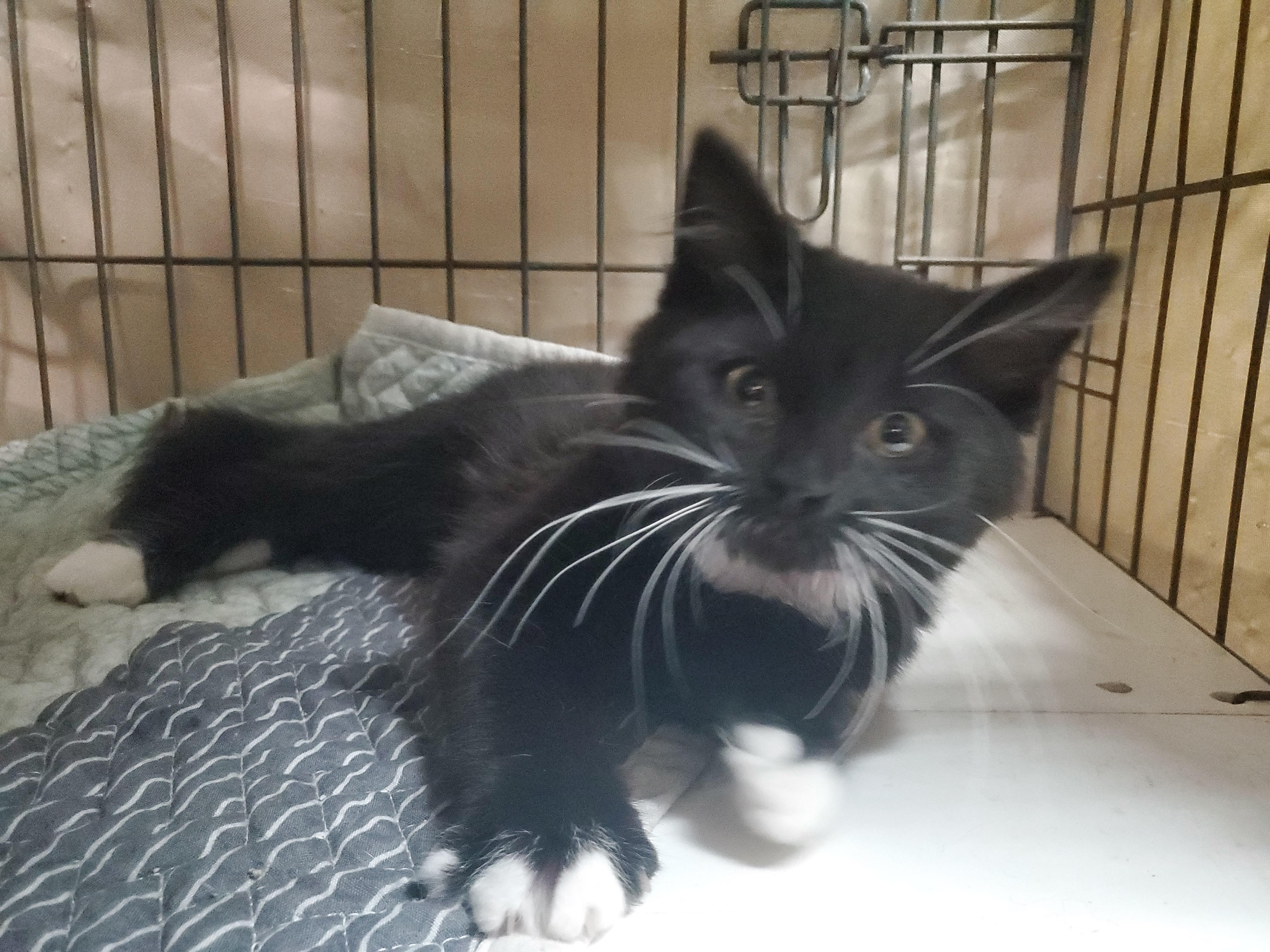 Enlarge Starbucks, a Adoptable mixed breed in Howell, MI image 2/5