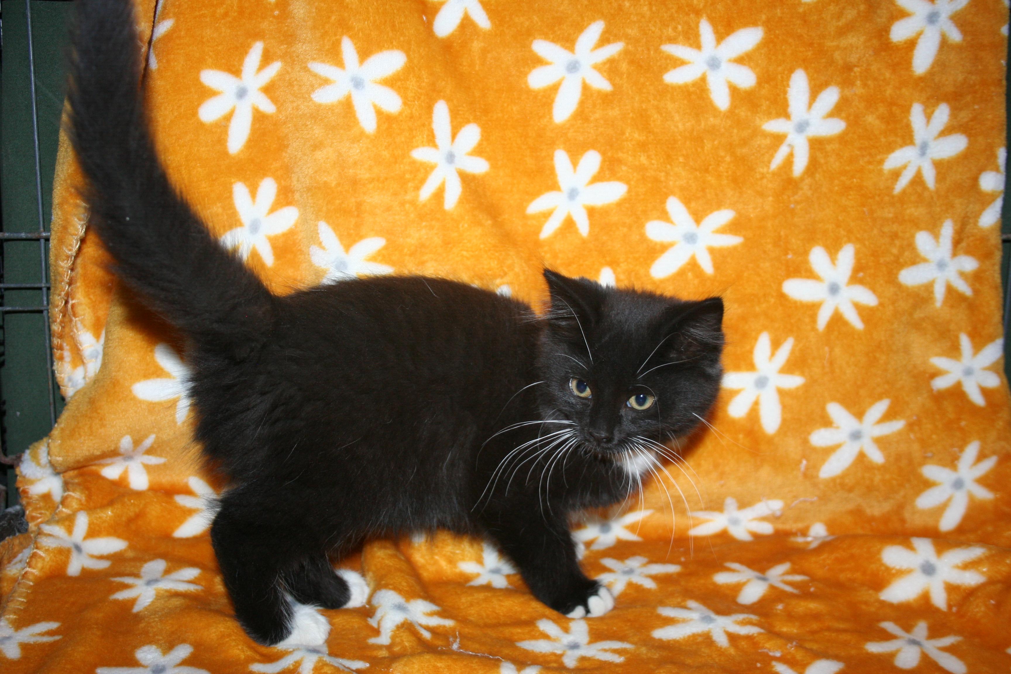 Enlarge Starbucks, a Adoptable mixed breed in Howell, MI image 4/5