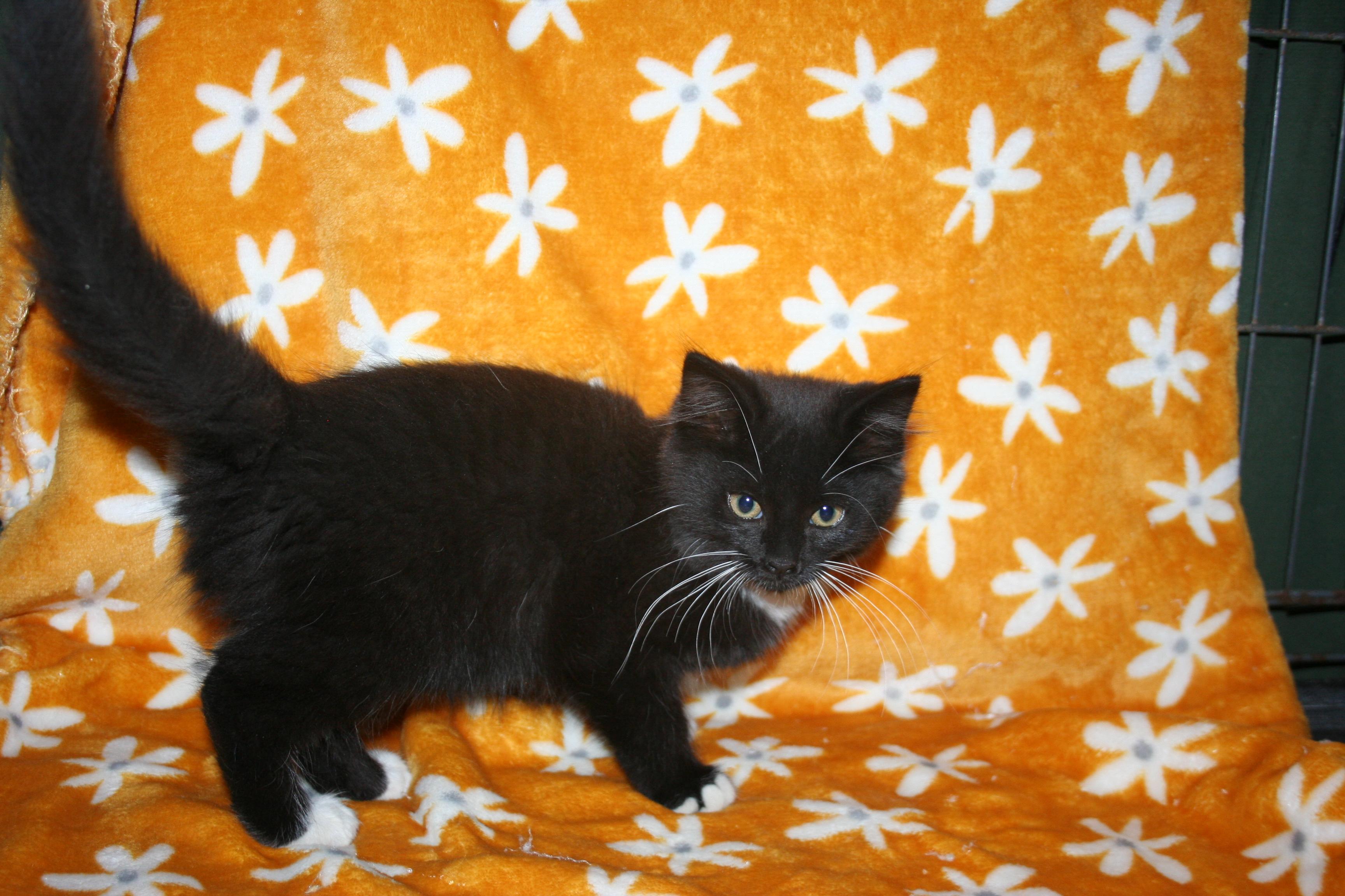 Enlarge Starbucks, a Adoptable mixed breed in Howell, MI image 5/5
