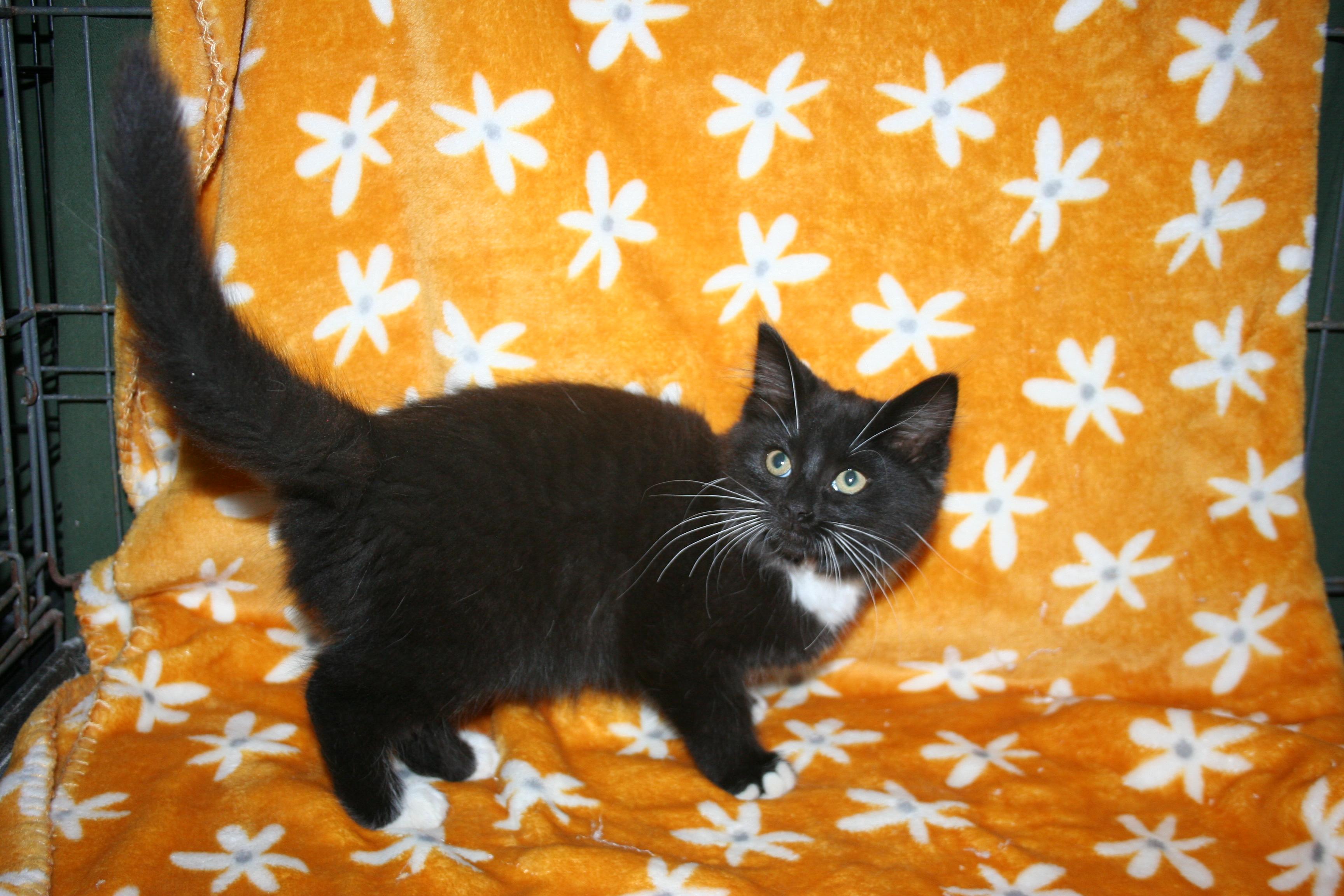 Enlarge Starbucks, a Adoptable mixed breed in Howell, MI image 3/5
