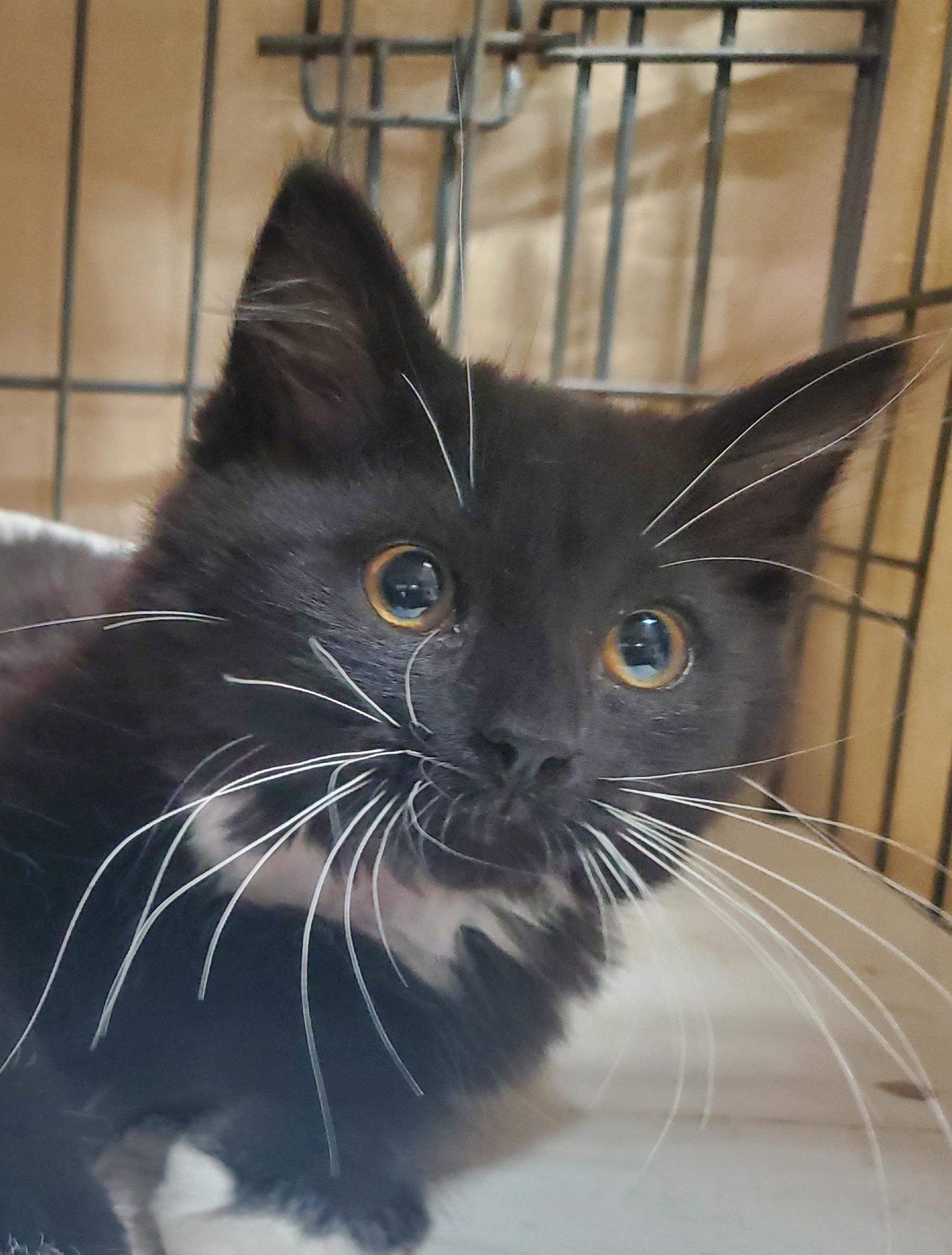 Starbucks, Adoptable, Kitten Female Domestic Medium Hair & Domestic Short Hair.
