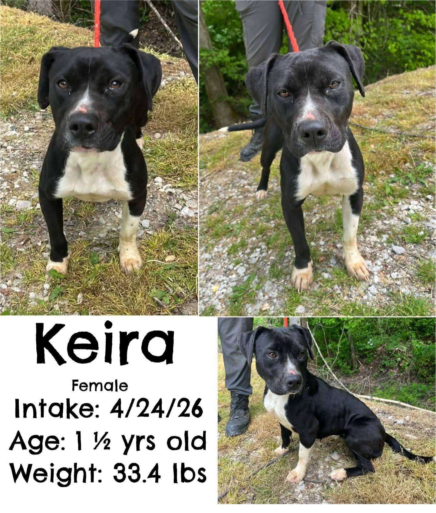 Enlarge Keira, a Adoptable mixed breed in Staffordsville, KY image 1/1