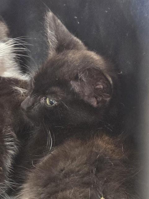 EDDIE LEE WINSLOW, Adoptable, Kitten Male Domestic Short Hair.