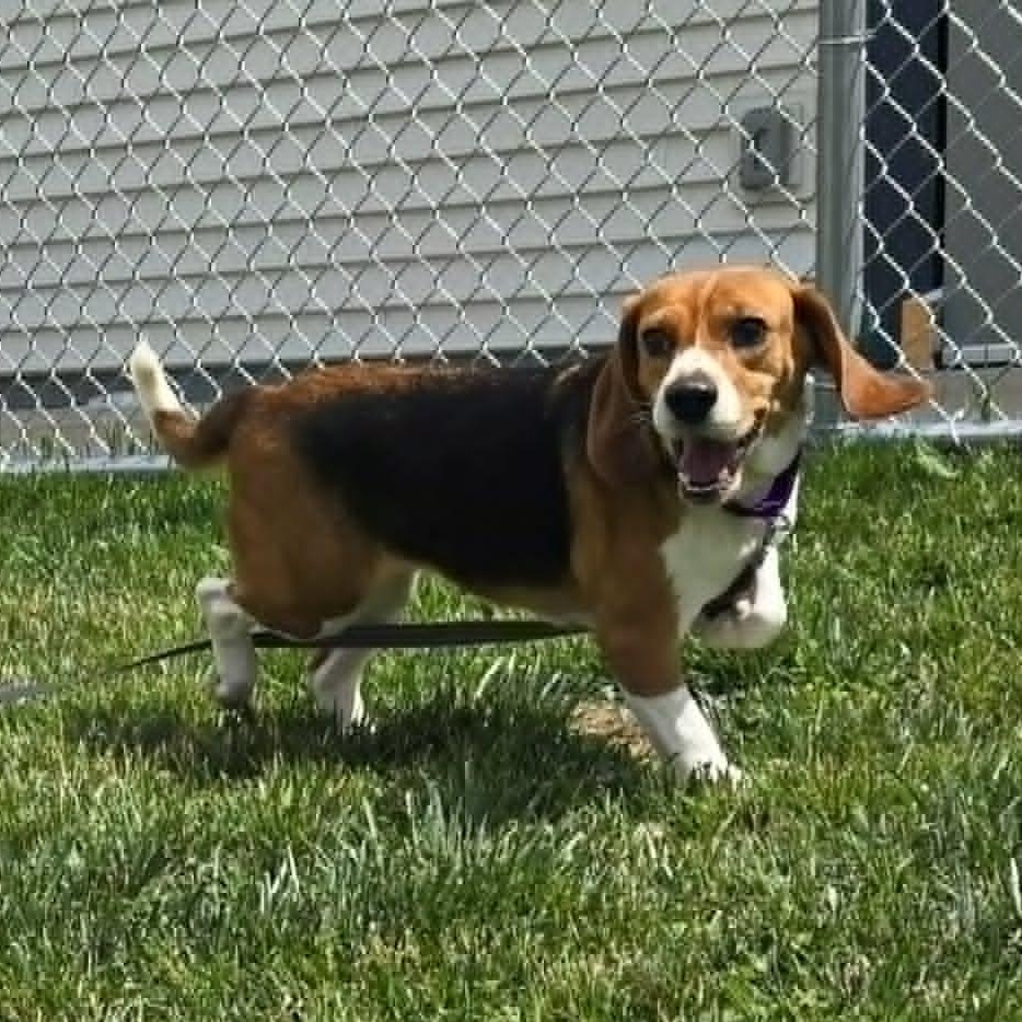 Carol, ADOPTABLE, Young Female Beagle.