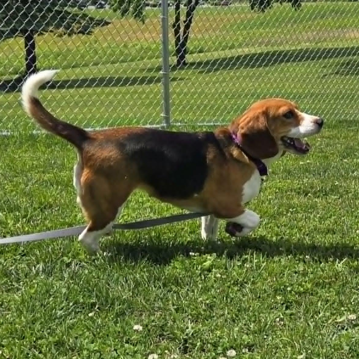 Carol, a ADOPTABLE Beagle in Watertown, WI image 2/4