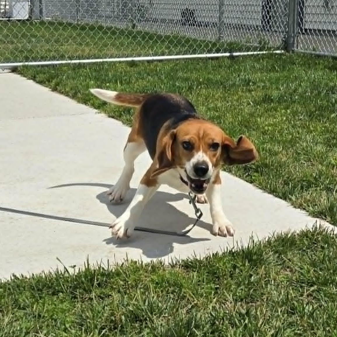 Carol, a ADOPTABLE Beagle in Watertown, WI image 3/4