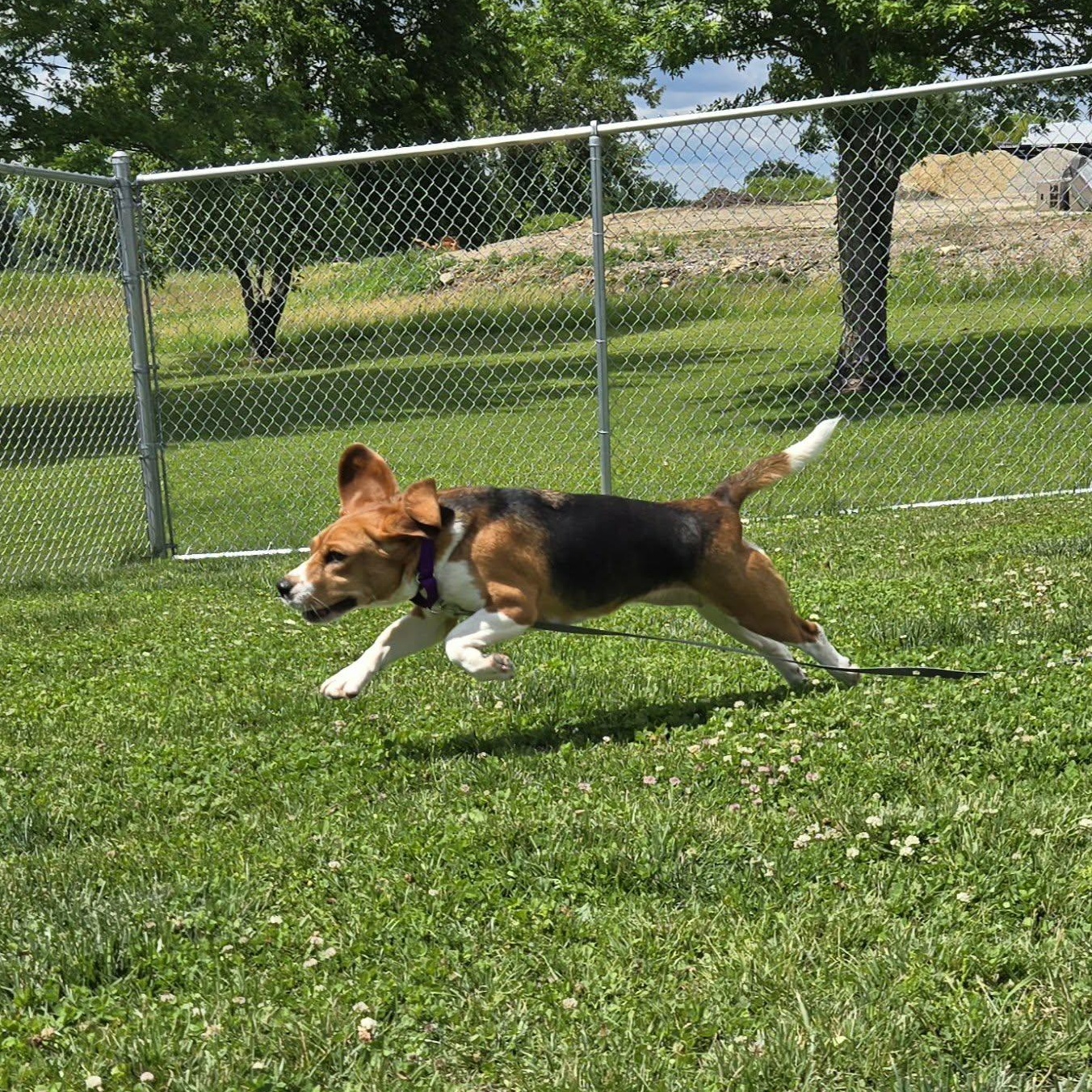 Carol, a ADOPTABLE Beagle in Watertown, WI image 4/4