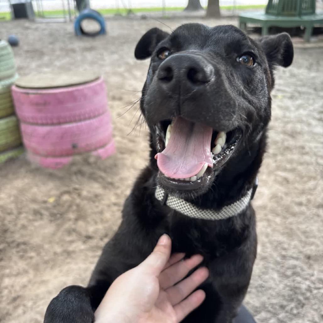 Tomato 28614, Adoptable, Young Female Mixed Breed.