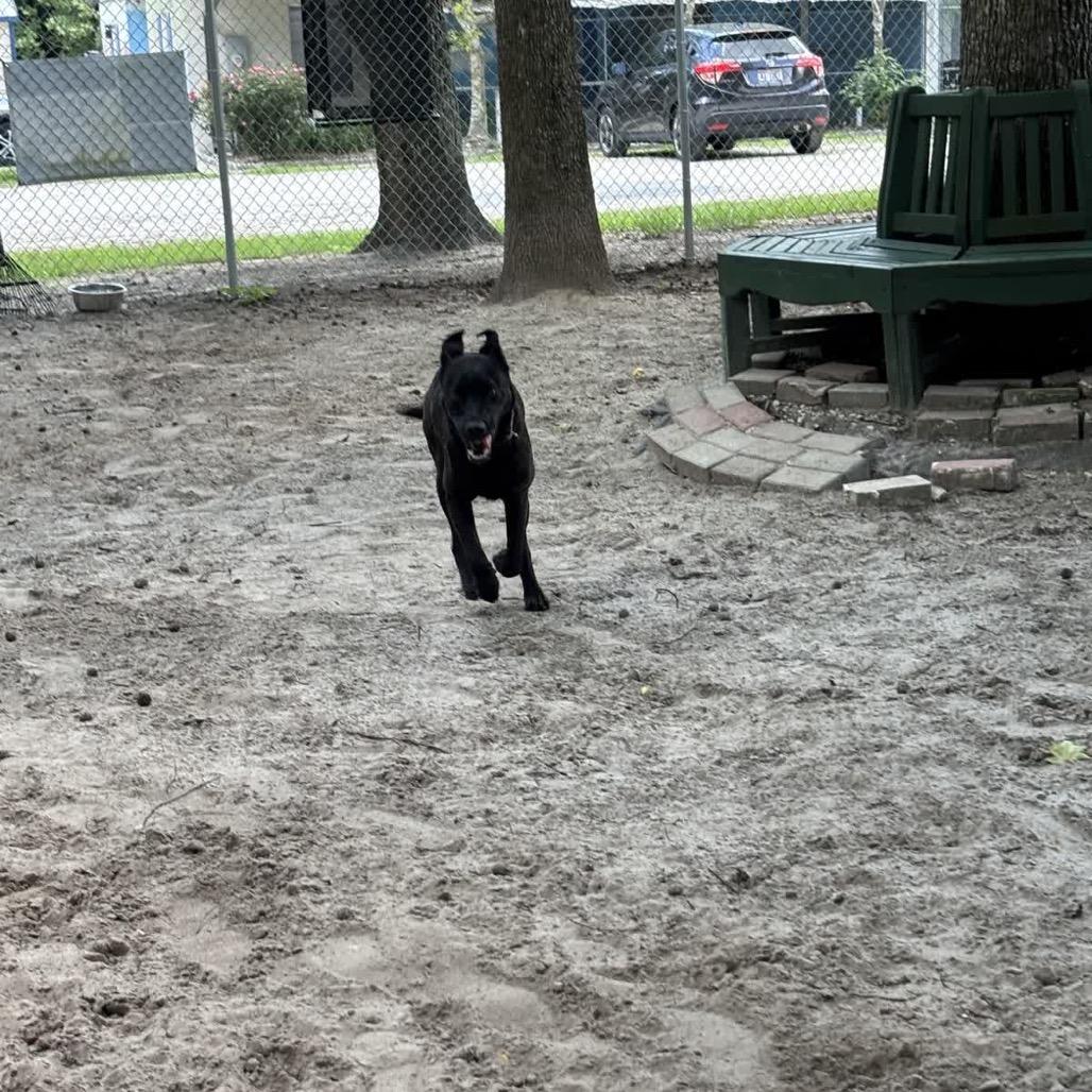 Enlarge Tomato 28614, a Adoptable Mixed Breed in Middleburg, FL image 2/5