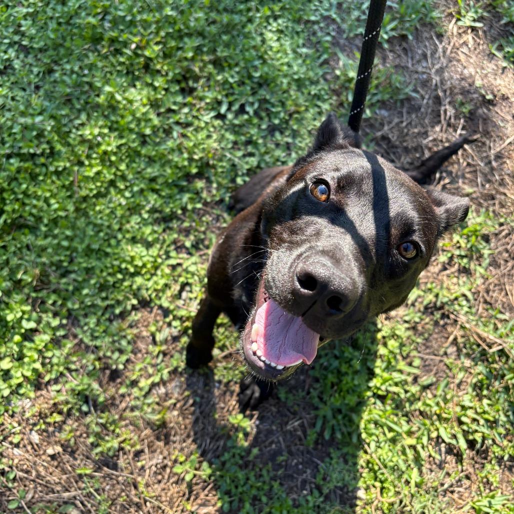 Enlarge Tomato 28614, a Adoptable Mixed Breed in Middleburg, FL image 3/5
