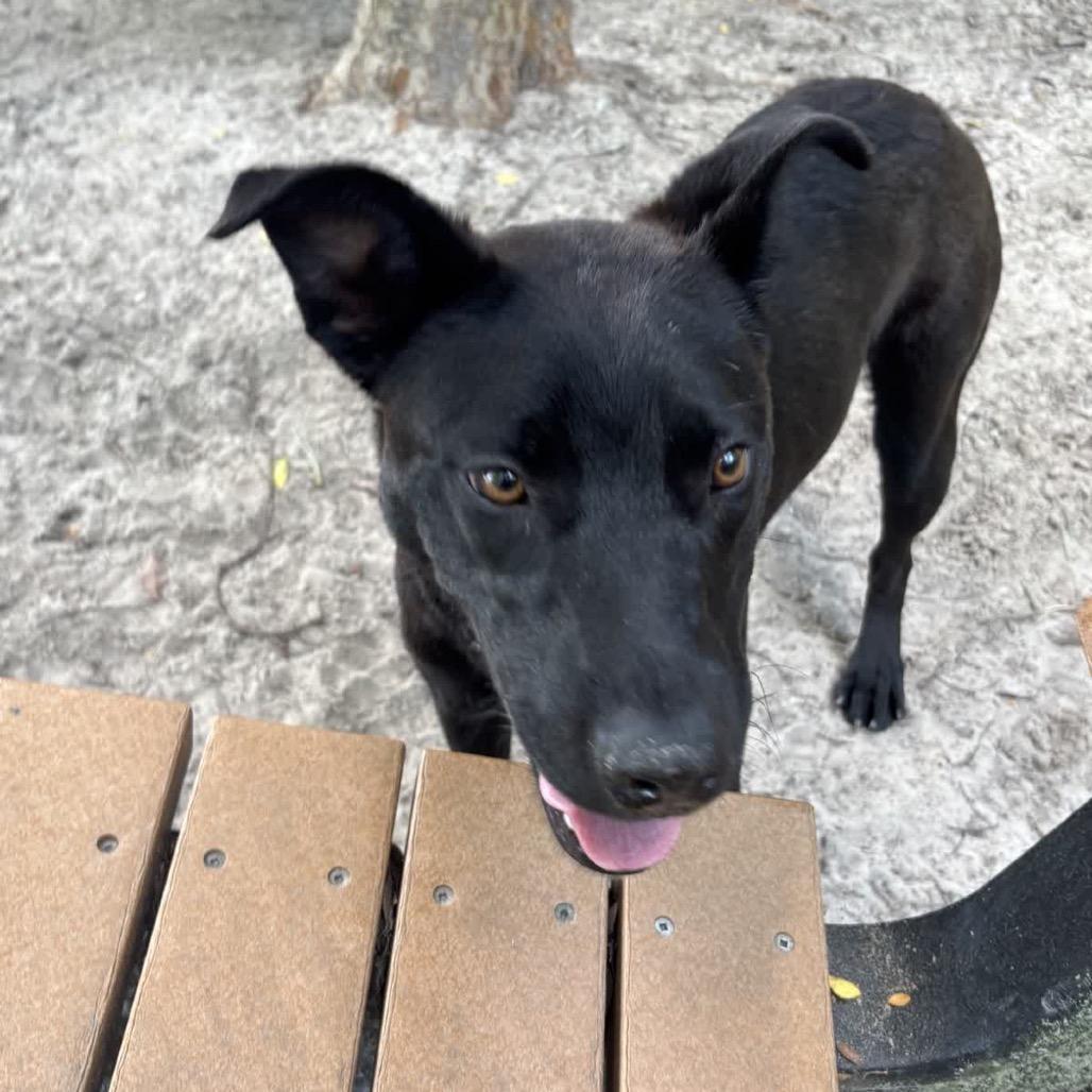 Enlarge Tomato 28614, a Adoptable Mixed Breed in Middleburg, FL image 4/5