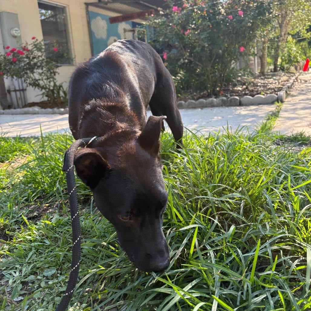 Enlarge Tomato 28614, a Adoptable Mixed Breed in Middleburg, FL image 5/5