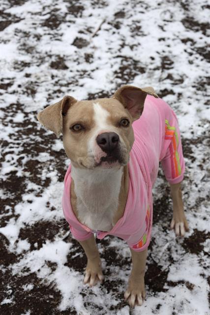 Enlarge FLINTY, a Adoptable Mixed Breed in Columbia, SC image 1/1