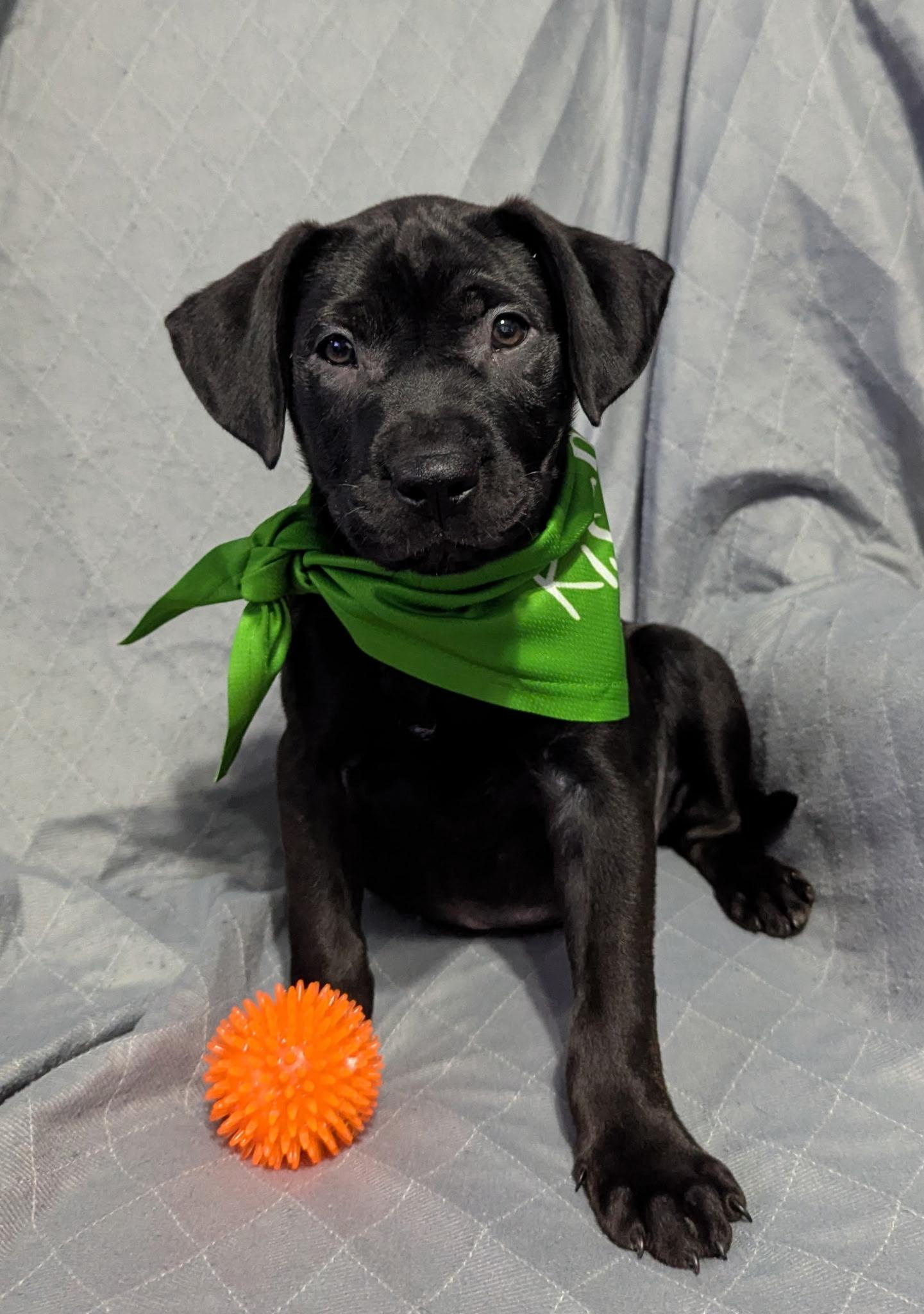 Jet, Adoptable, Puppy Male Labrador Retriever.