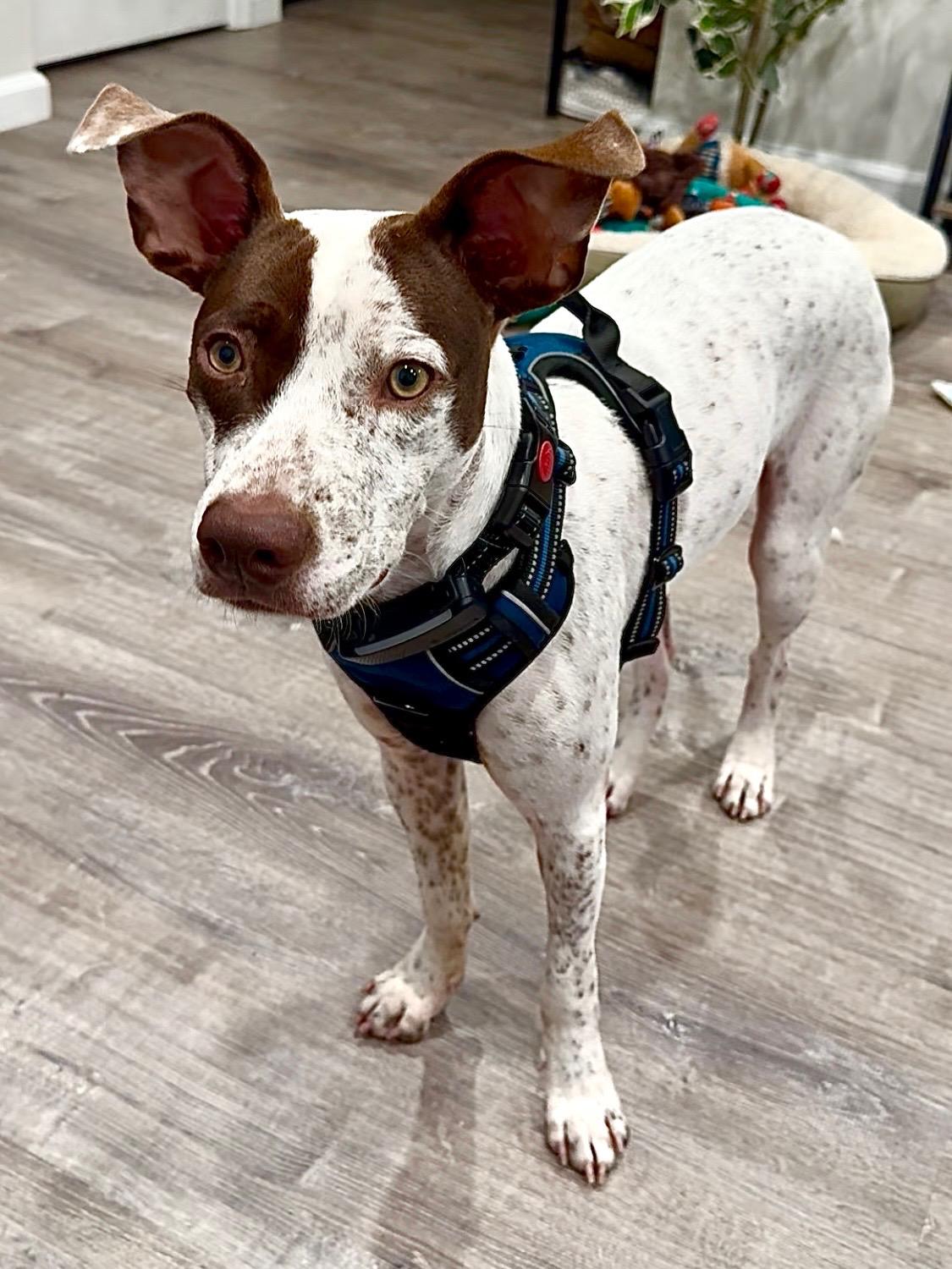 HOLKAN (MAYAN WARRIOR), Adoptable, Young Male English Pointer.