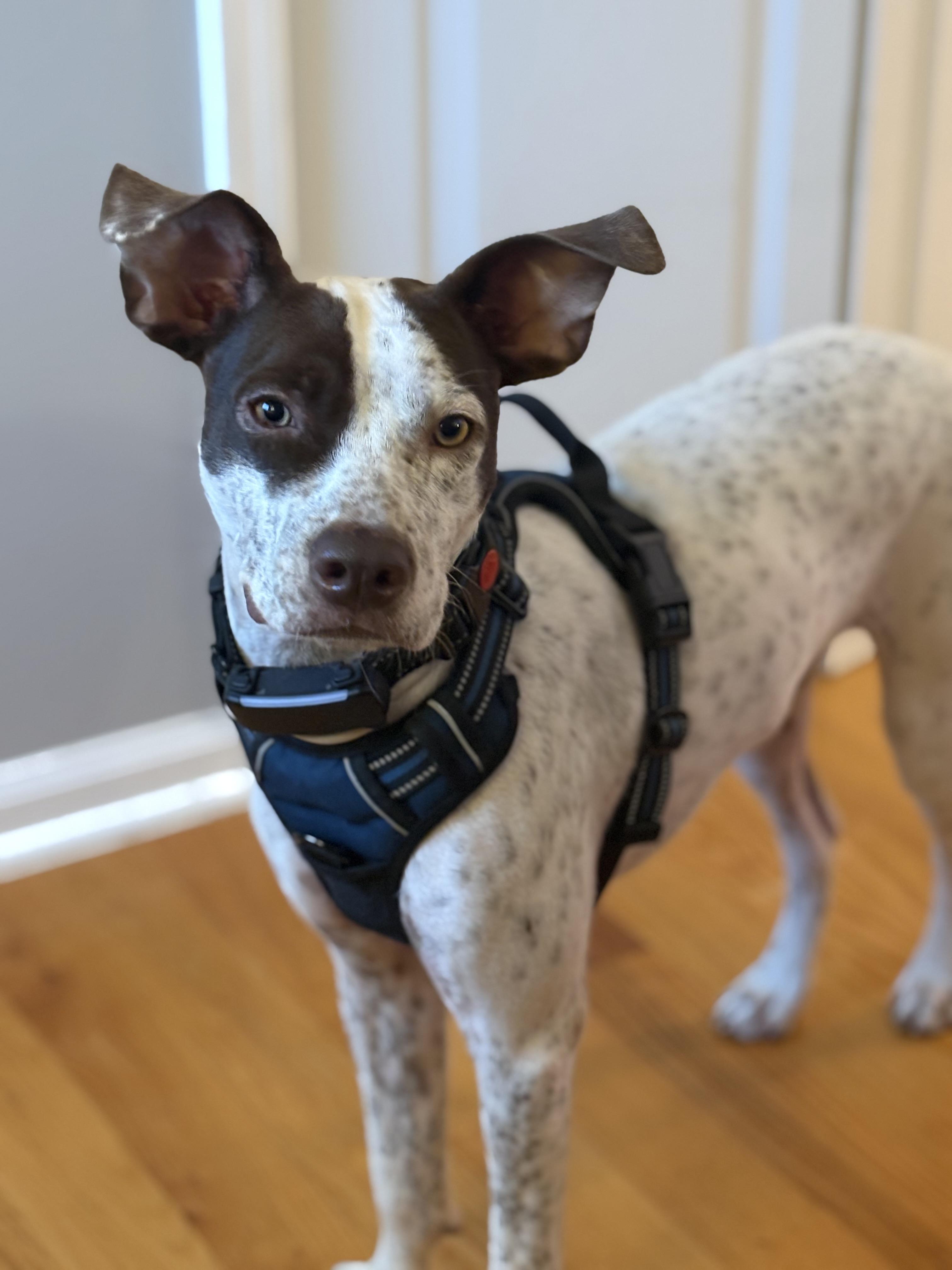 HOLKAN (MAYAN WARRIOR), a Adoptable mixed breed in Monroe Township, NJ image 2/5