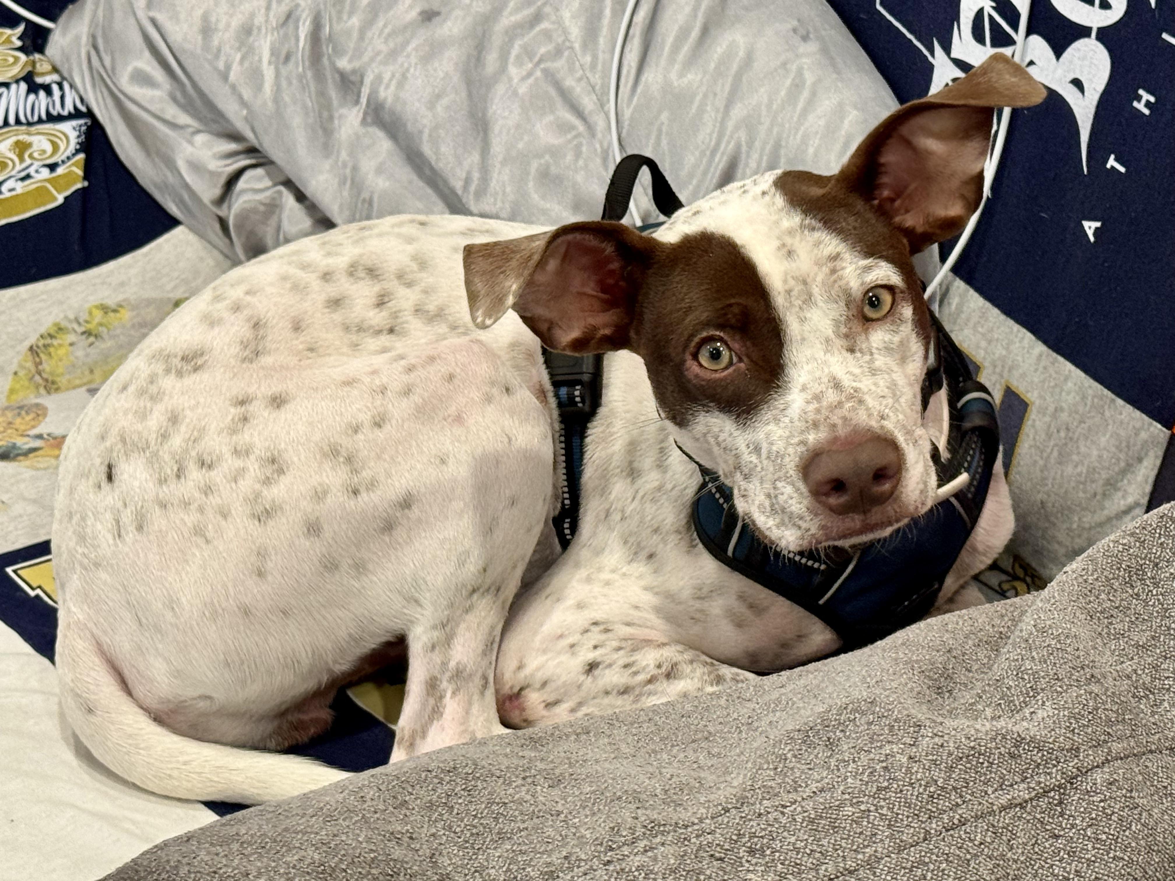 HOLKAN (MAYAN WARRIOR), a Adoptable mixed breed in Monroe Township, NJ image 3/5