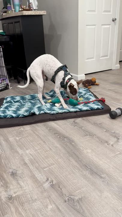 Enlarge HOLKAN (MAYAN WARRIOR), a Adoptable mixed breed in Monroe Township, NJ video 5/5