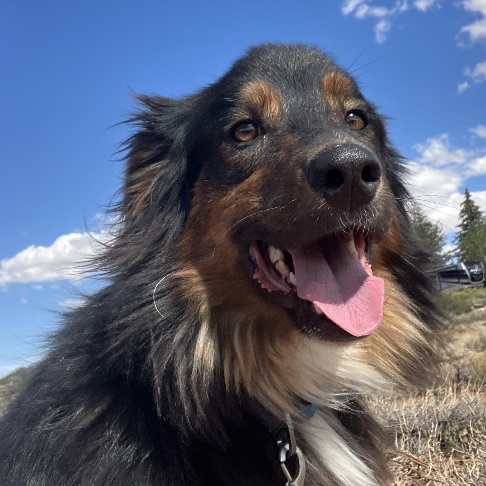 Knox