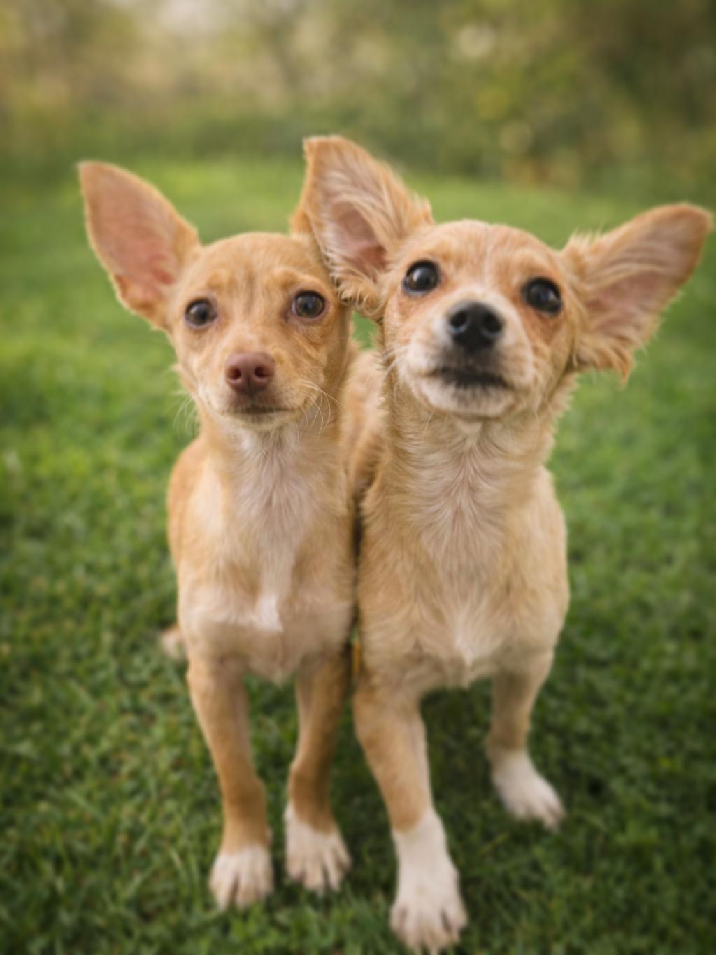Popcorn (Poppy) and Kernel, Adoptable, Puppy Female Chihuahua.