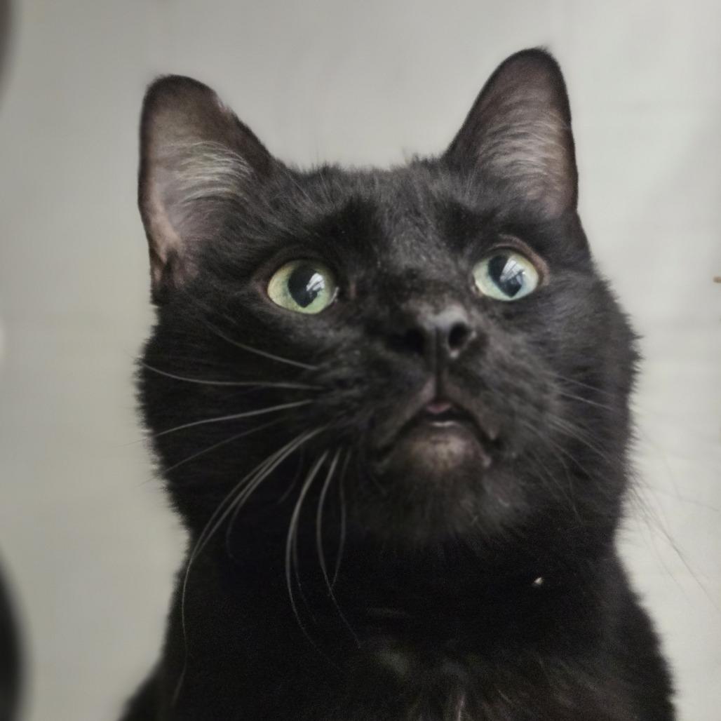 Sebastian, Adoptable, Adult Male Domestic Short Hair.