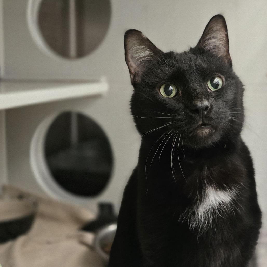 Enlarge Sebastian, a Adoptable Domestic Short Hair in Pittsburgh, PA image 2/6