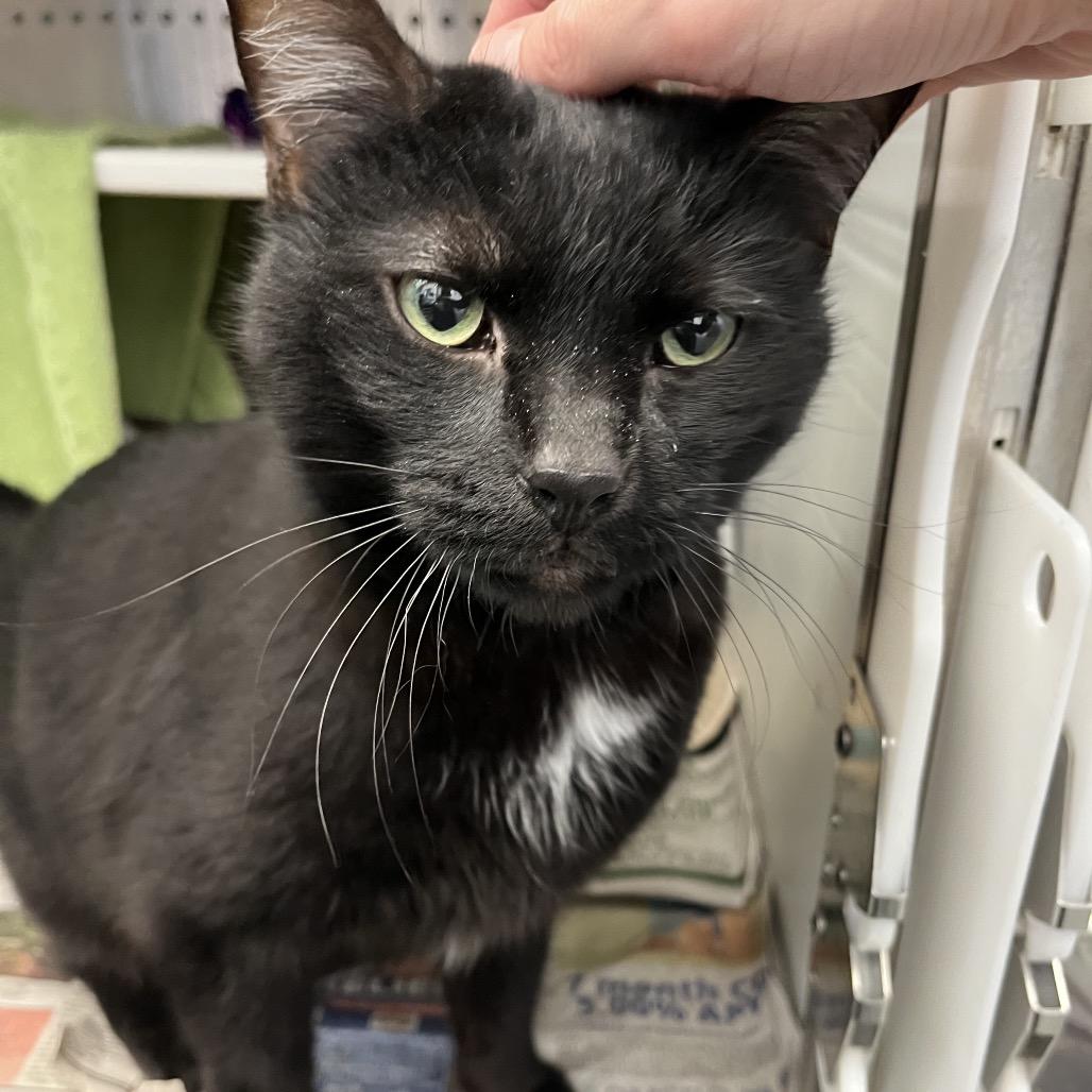 Enlarge Sebastian, a Adoptable Domestic Short Hair in Pittsburgh, PA image 3/6