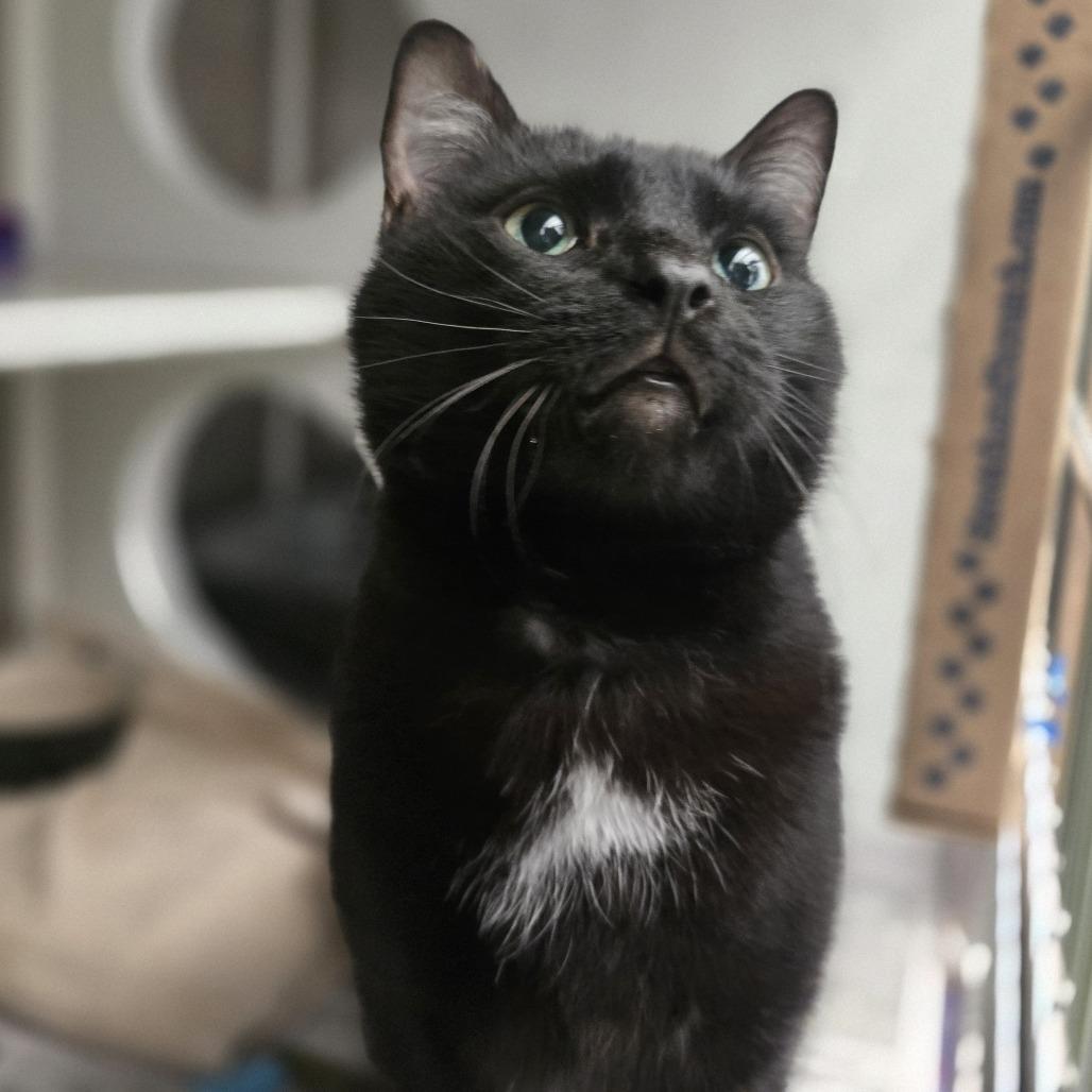 Enlarge Sebastian, a Adoptable Domestic Short Hair in Pittsburgh, PA image 4/6
