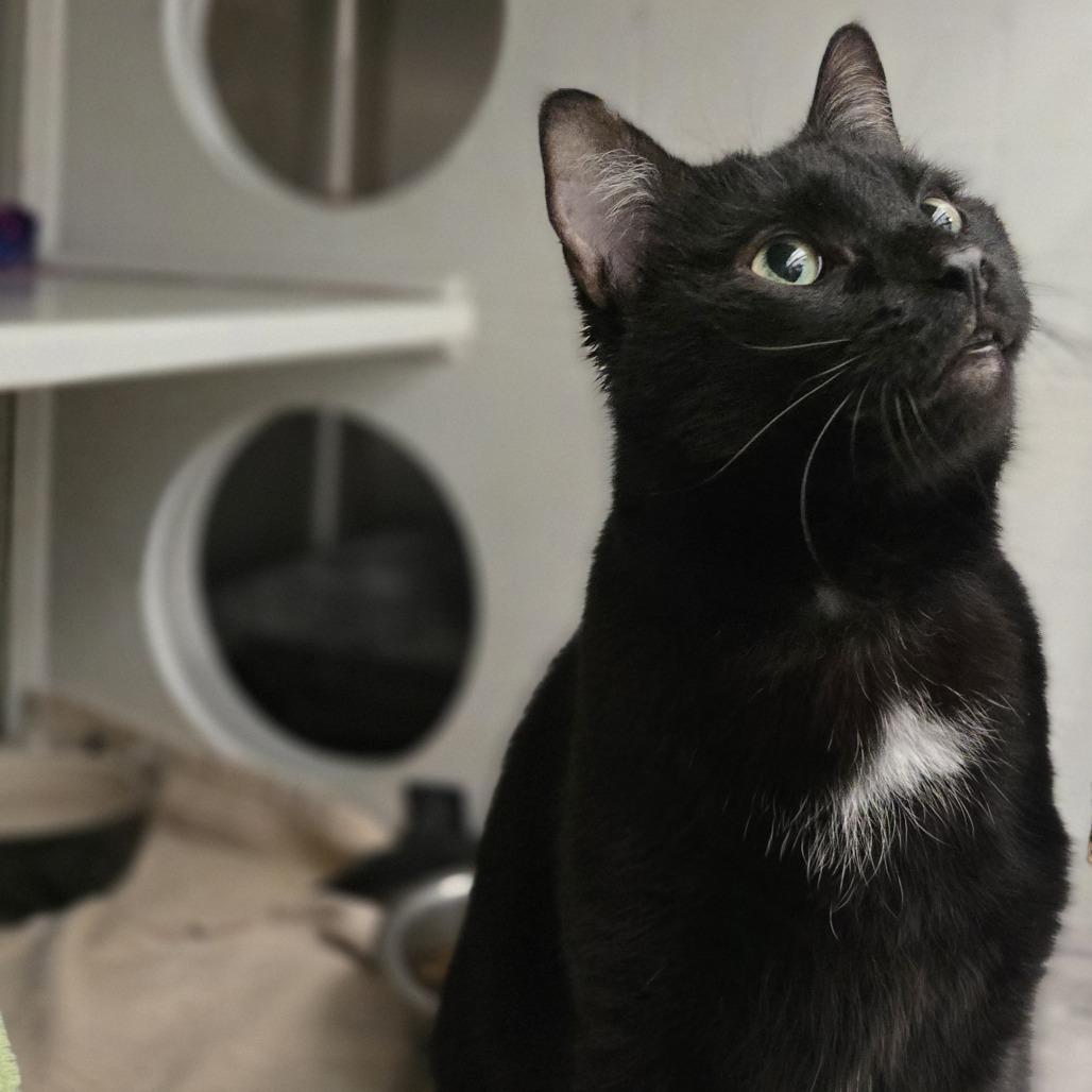 Enlarge Sebastian, a Adoptable Domestic Short Hair in Pittsburgh, PA image 5/6