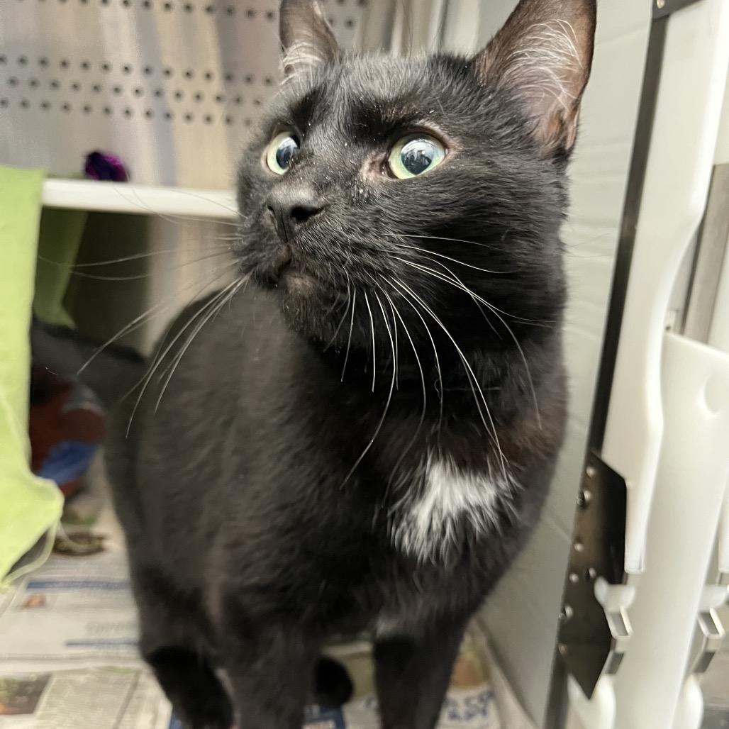 Enlarge Sebastian, a Adoptable Domestic Short Hair in Pittsburgh, PA image 6/6