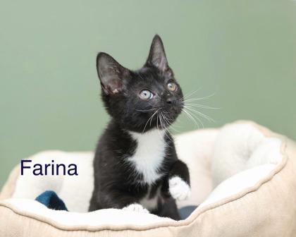 Enlarge Farina, a Adoptable mixed breed in Parma, OH image 1/1