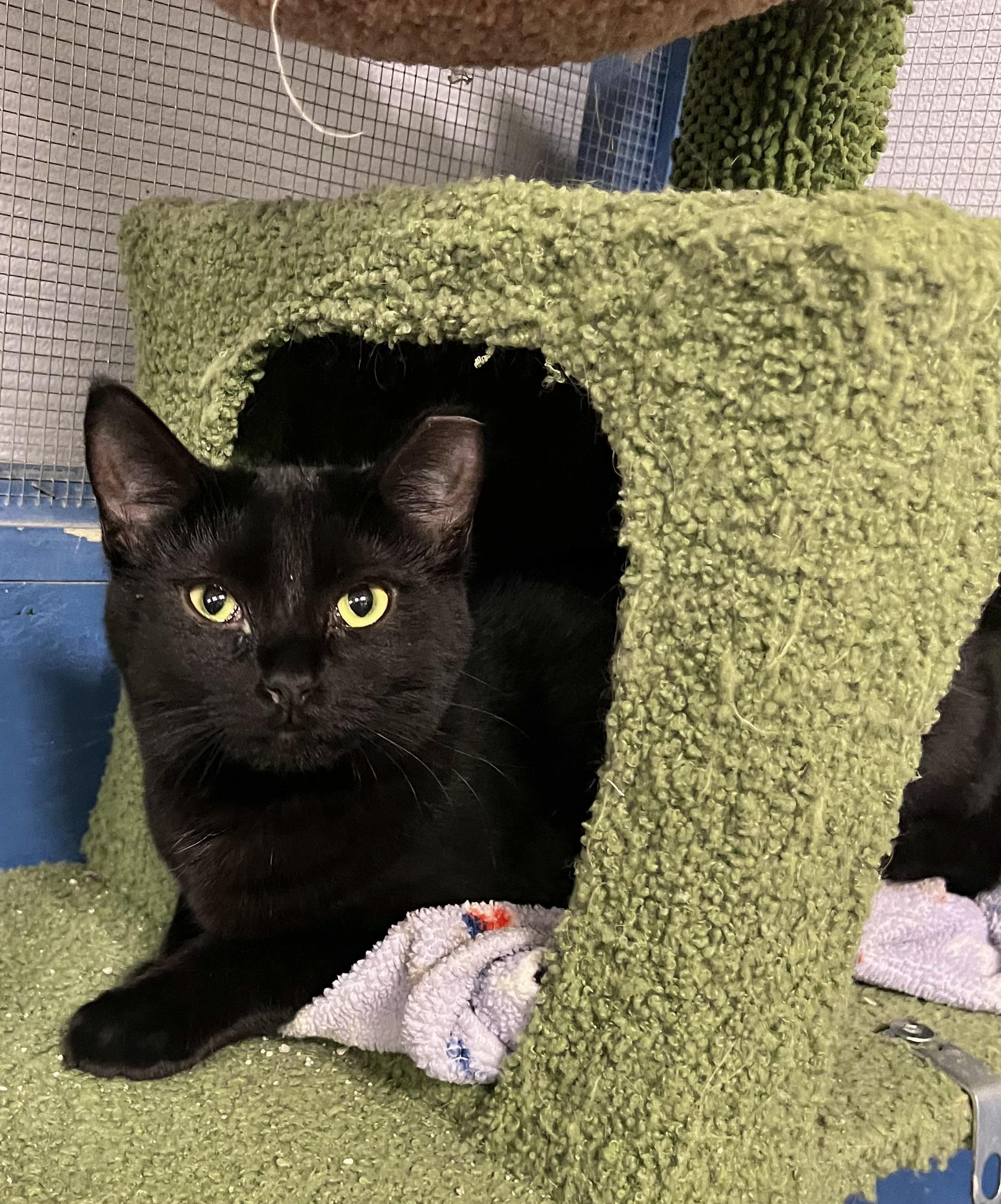 Enlarge Taylor, a Adoptable Domestic Short Hair in Seville, OH image 1/1