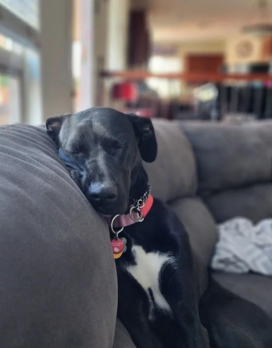 Enlarge Holly, a Adoptable mixed breed in Davis, CA image 2/2