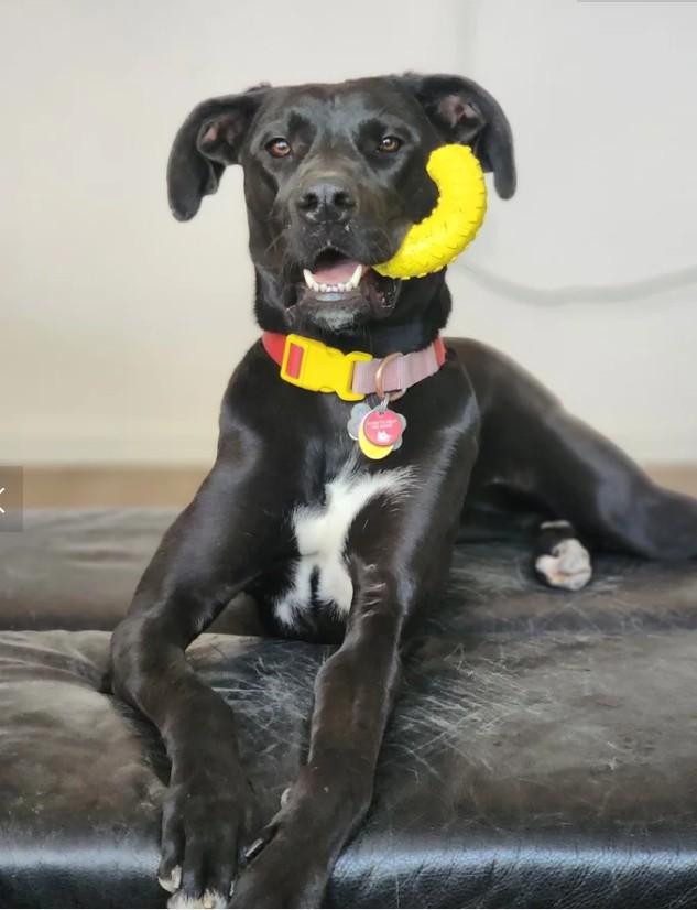 Holly, Adoptable, Adult Female Labrador Retriever & Great Dane.