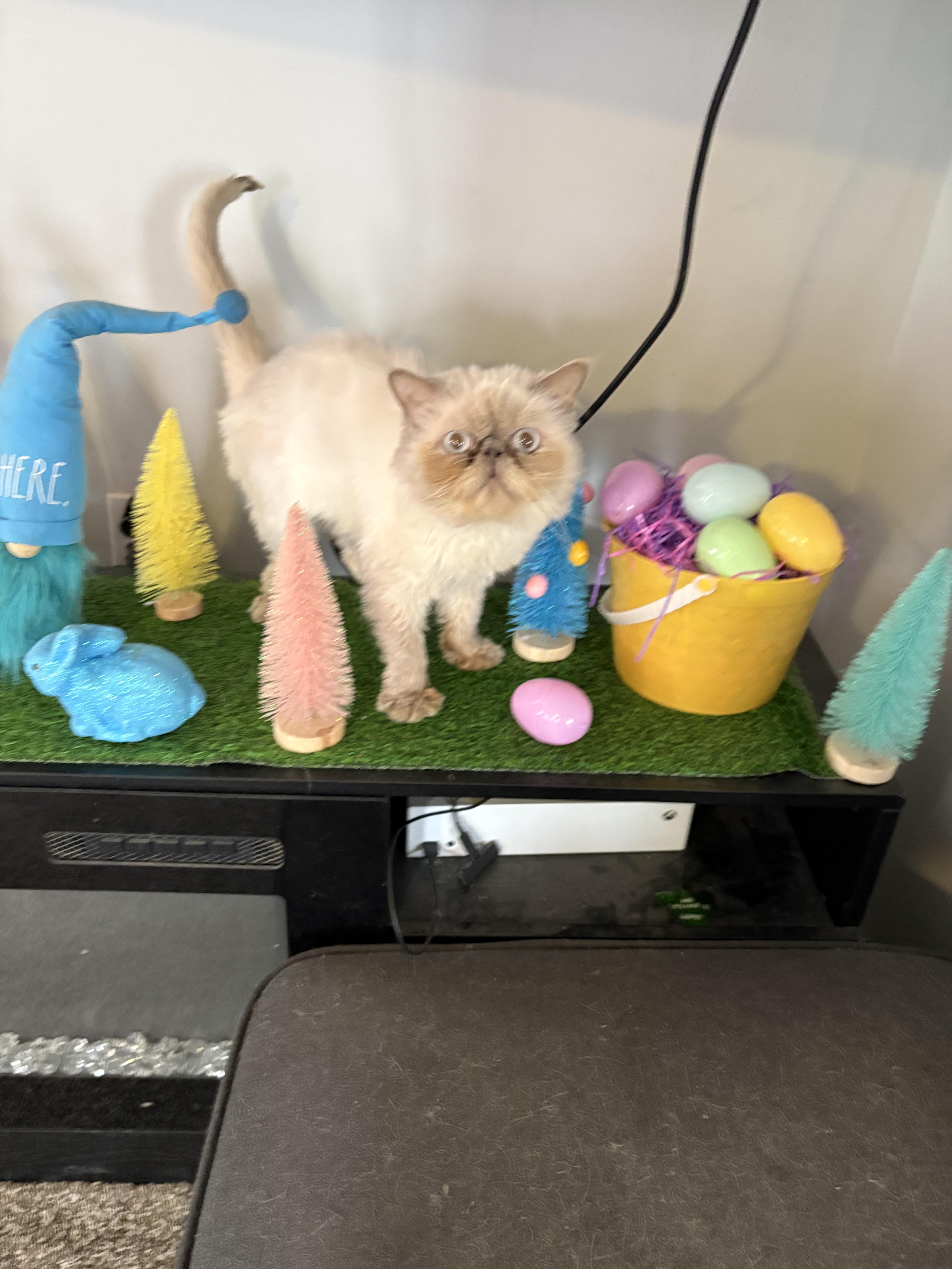 Enlarge Romeo , an adopted Persian in Mansfield, PA image 2/2