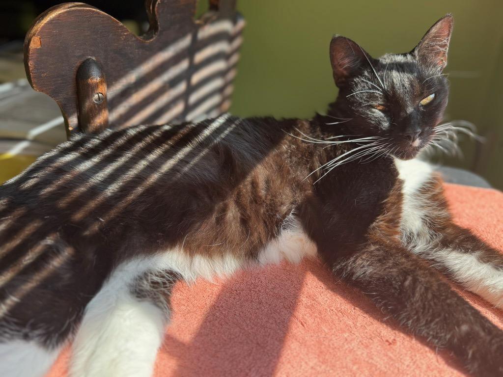 Enlarge Charlie , a ADOPTABLE Tuxedo in Los Angeles, CA image 2/2