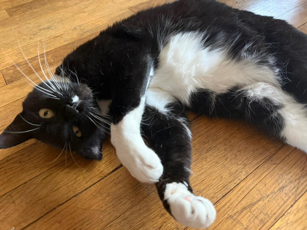 Charlie , ADOPTABLE, Adult Male Tuxedo.