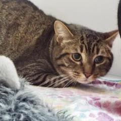 Mylo