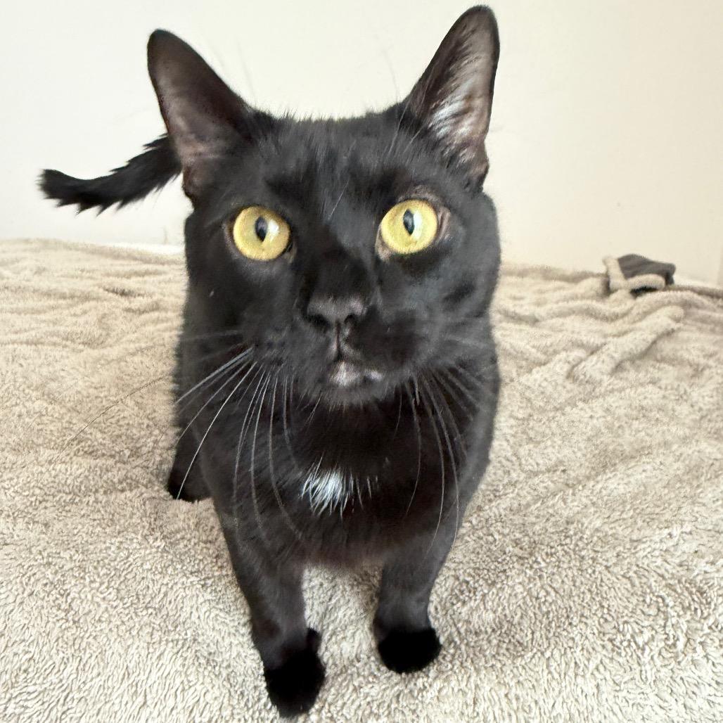 Spencer, Adoptable, Adult Male Domestic Short Hair & American Shorthair.
