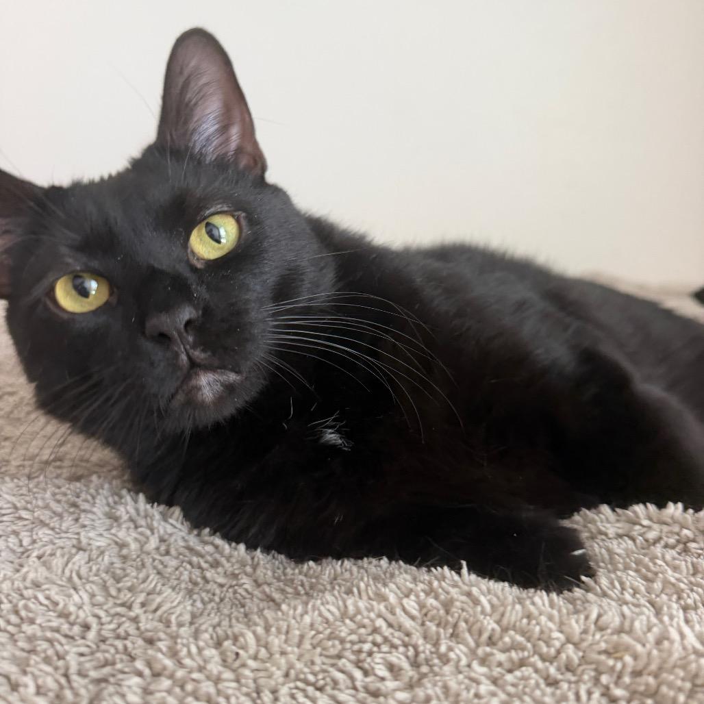 Enlarge Spencer, a Adoptable mixed breed in Houston, TX image 2/5