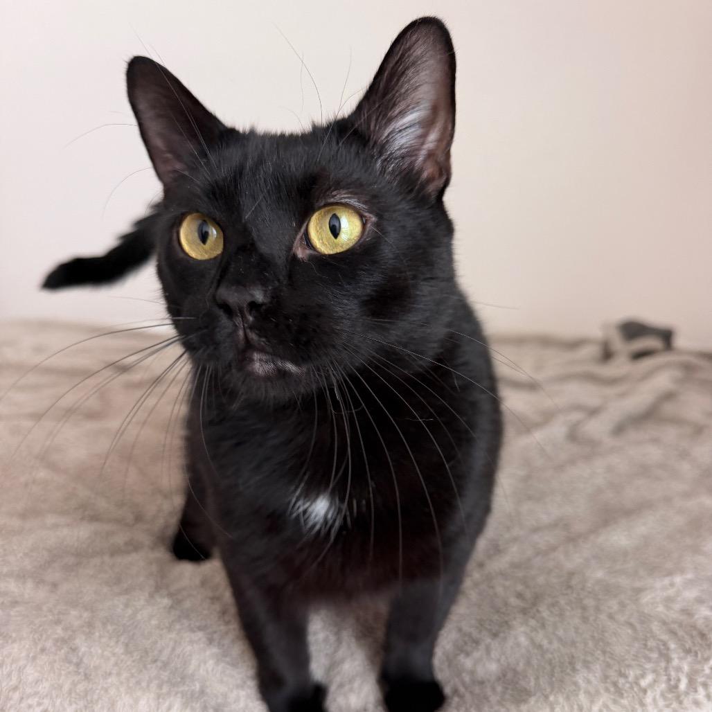 Enlarge Spencer, a Adoptable mixed breed in Houston, TX image 3/5