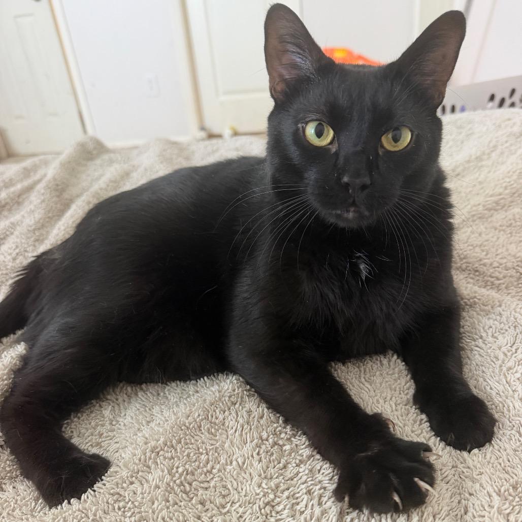 Enlarge Spencer, a Adoptable mixed breed in Houston, TX image 5/5