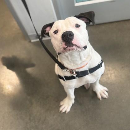 Tommy, Adoptable, Young Male Mixed Breed & Mixed Breed.