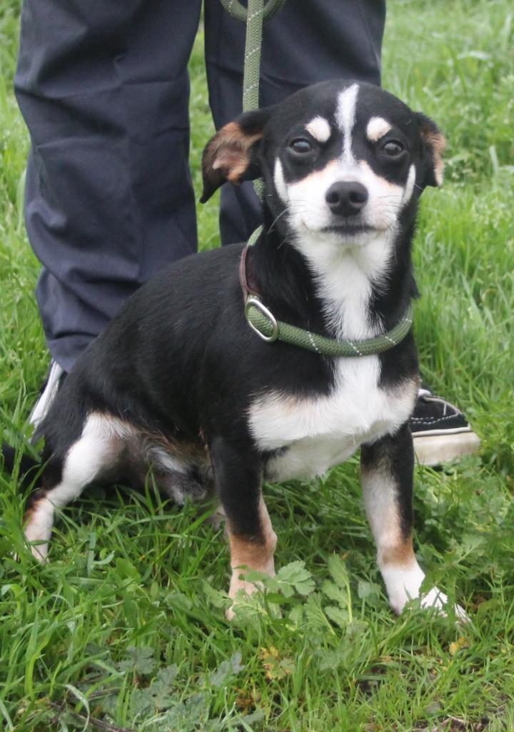 Enlarge Optimism, a Adoptable mixed breed in Vacaville, CA image 1/1